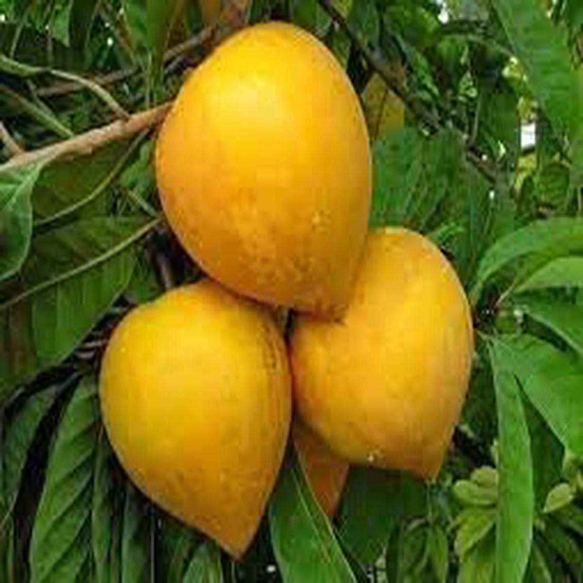 Campechiana Fruit Seeds for Planting  Grow Rare, Delicious Tropical Fruits, Heirloom & Non-GMO, High Germination Seeds