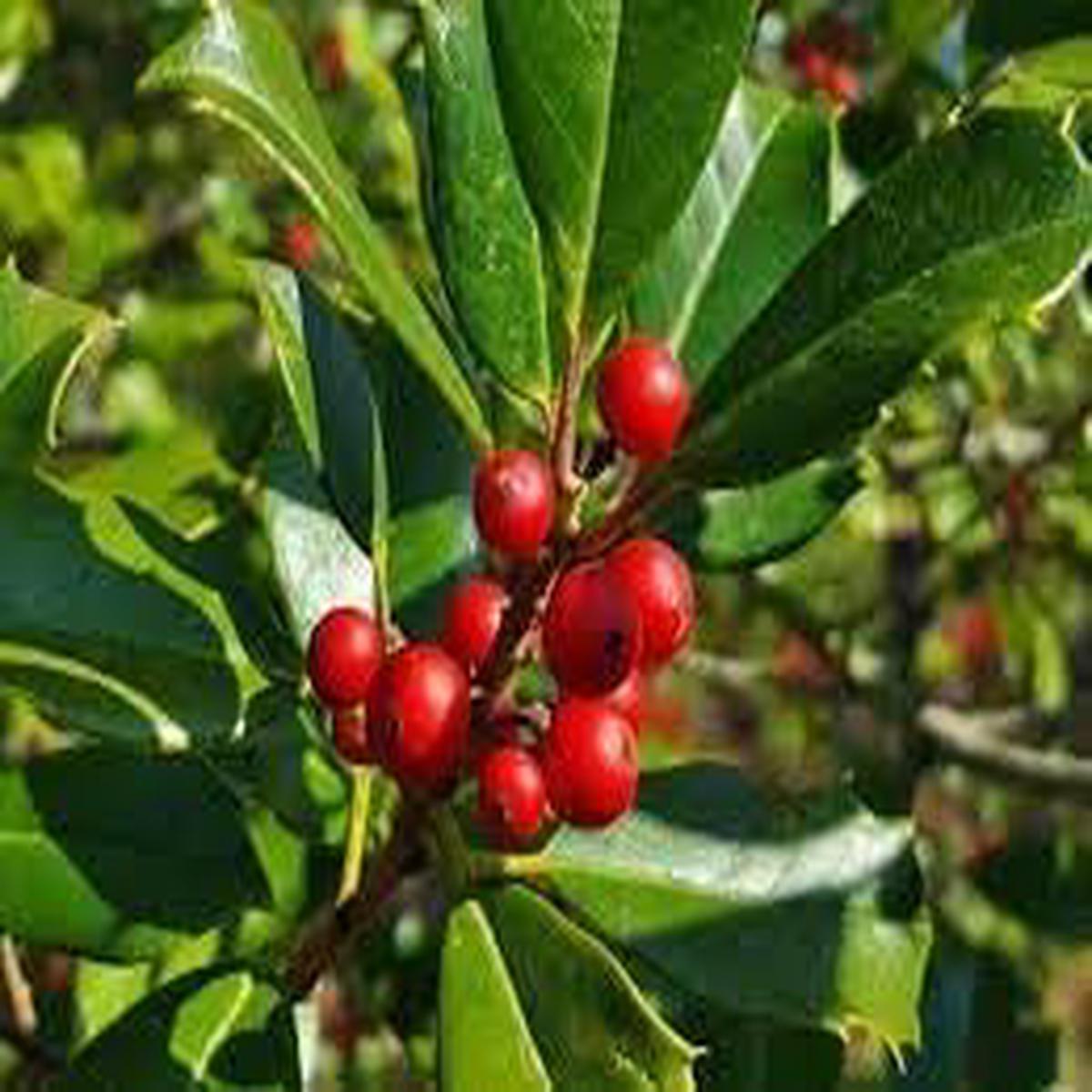 Ilex Opaca Seeds Grow Hardy & Ornamental Holly Trees