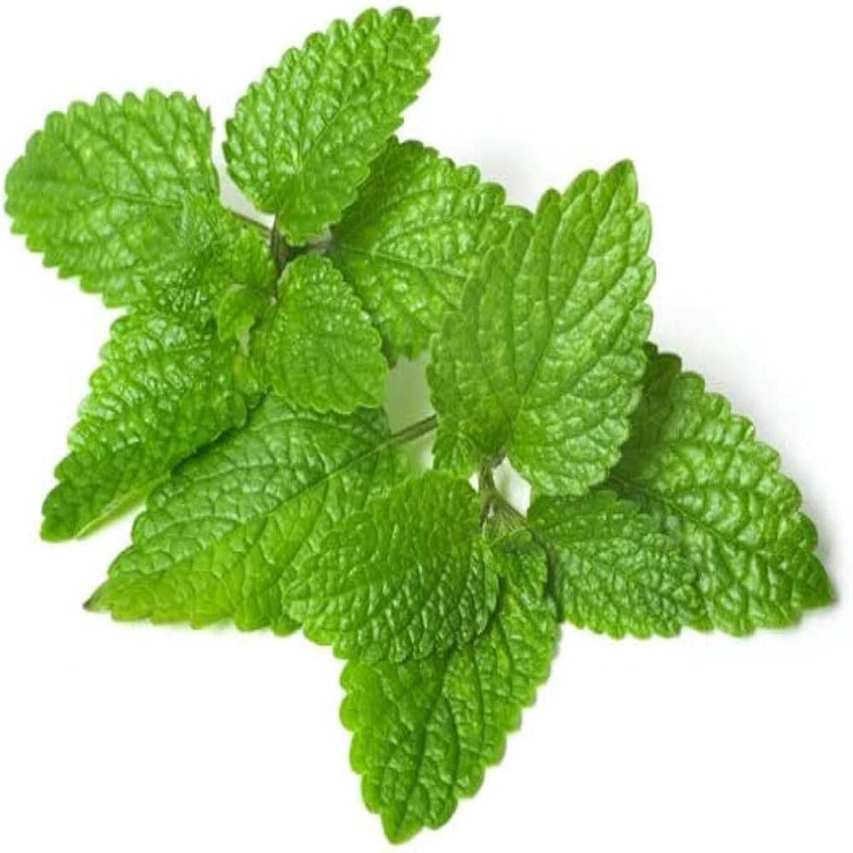 Lemon Balm Plant Seed Pack Fragrant Herb, Heirloom, High Germination, Non-GMO Organic Garden Seeds for Planting