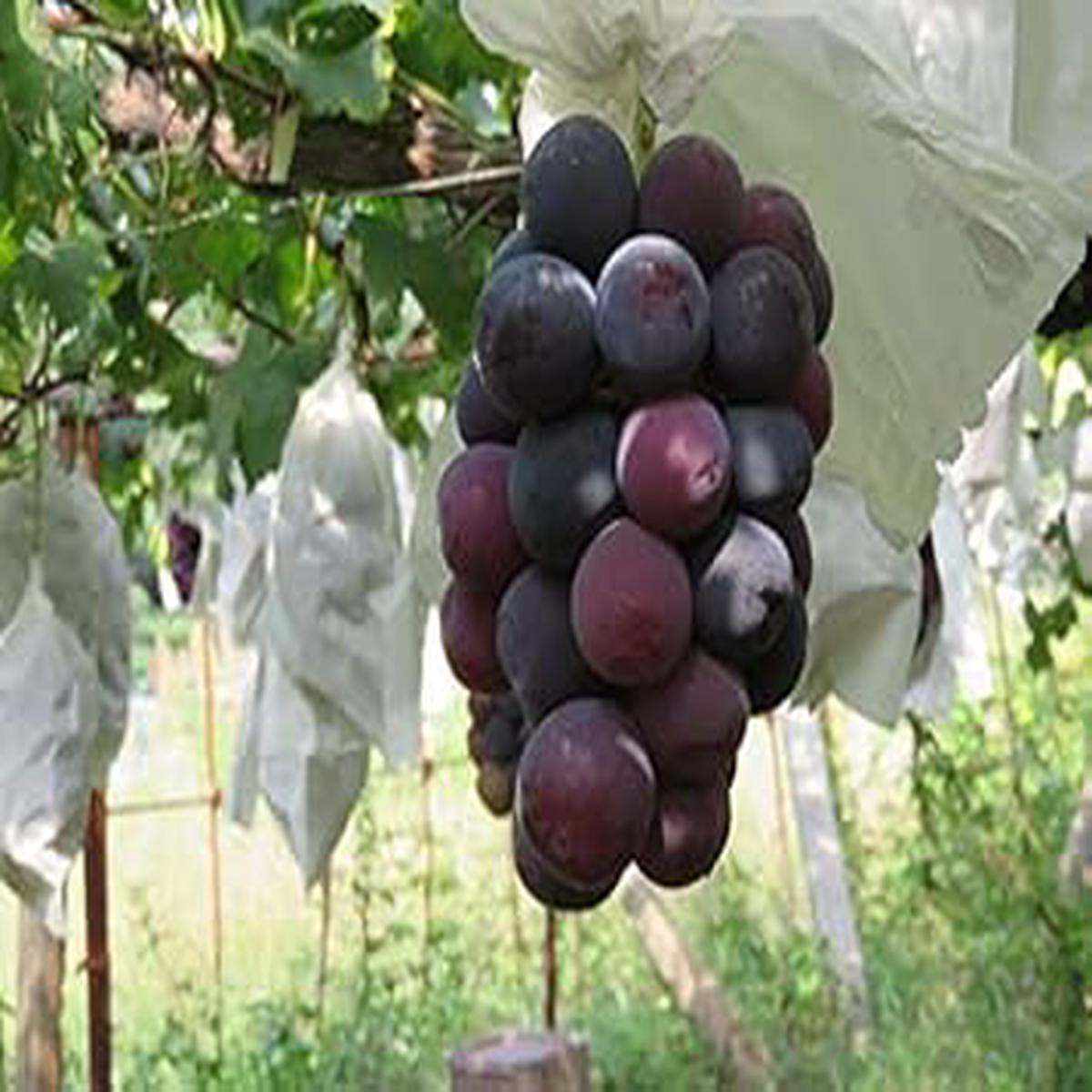 Muscat Grape Fruit Seeds for Planting Heirloom, Non-GMO, High Germination Organic Garden Seeds