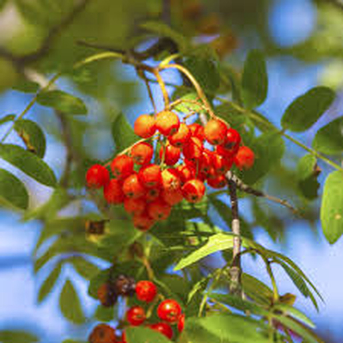 Sorbus Aucuparia (Rowan, European Mountain Ash) Seeds  Heirloom Fruit Seeds for Home Garden Planting