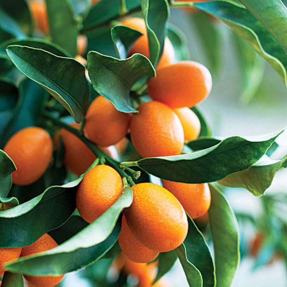 Sweet Cherry Lime Tree Seeds for Planting  Ideal for Small Gardens & Decorative Landscaping, Heirloom, Non-GMO Seeds
