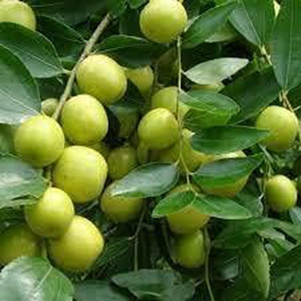 Yellow Korean Melon Seeds for Planting | Heirloom Non-GMO Organic Seeds for Sweet, Refreshing Melons