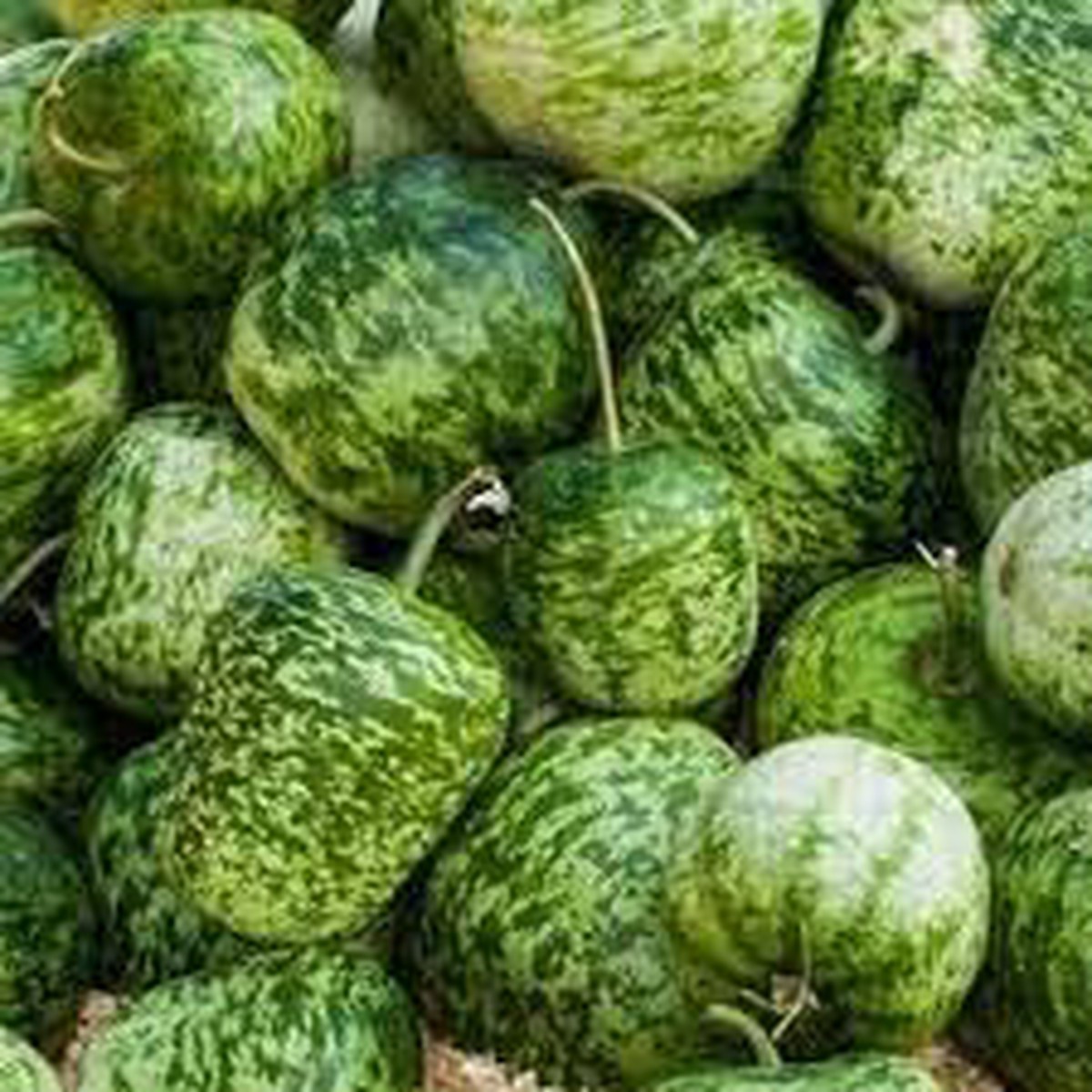 Apple Gourd Fruit Seeds for Planting  Vibrant, Unique Garden Growth, Heirloom & Non-GMO Seeds