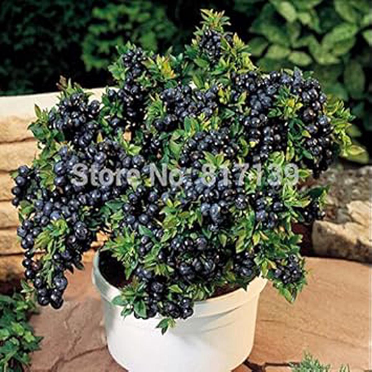 Black Myrtillus Fruit Seeds for Planting  Heirloom Non-GMO Organic Garden Seeds with High Germination