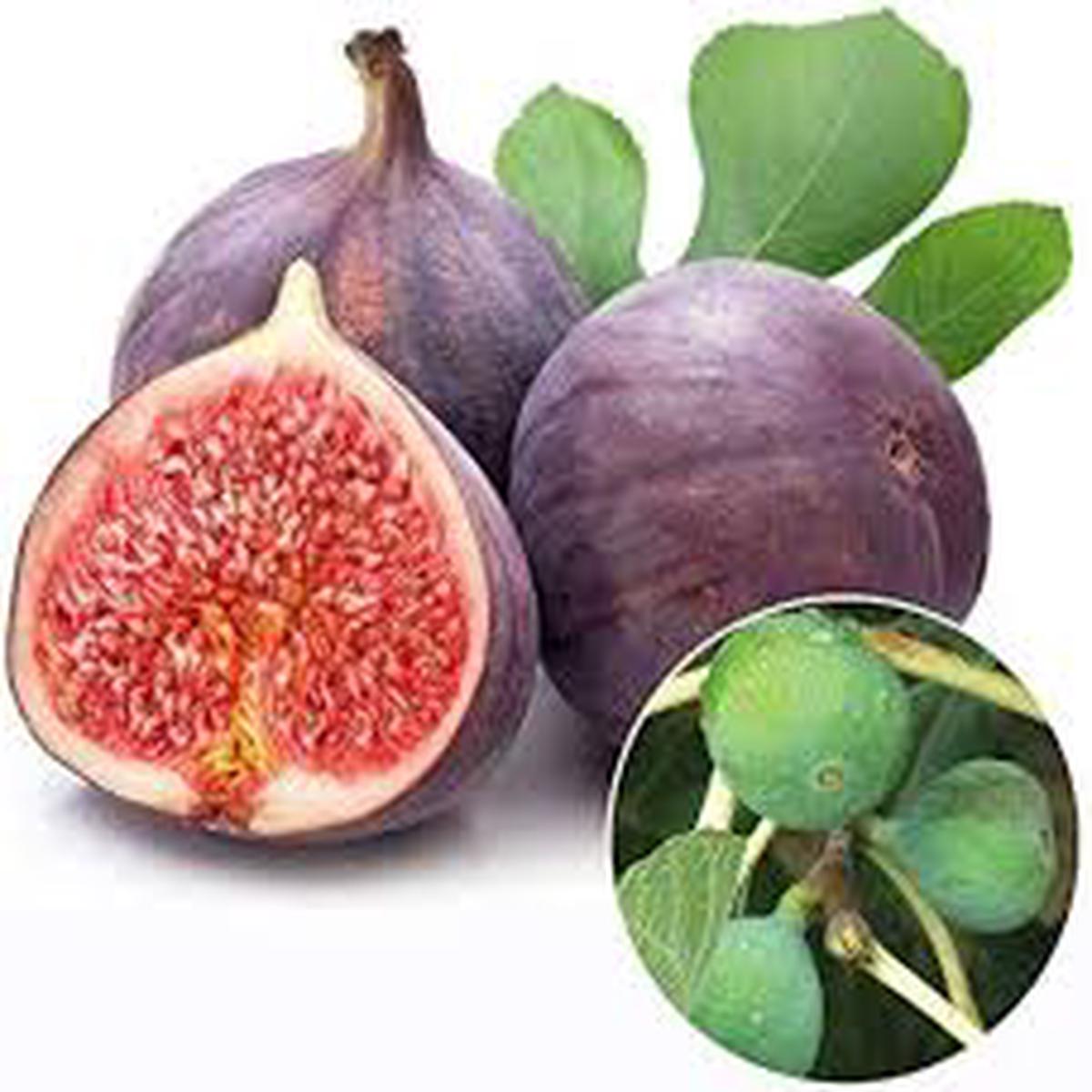 Burgundy Figs Fruit Seeds  Sweet & Nutritious Figs, Heirloom & Non-GMO Seeds for Home Garden Planting