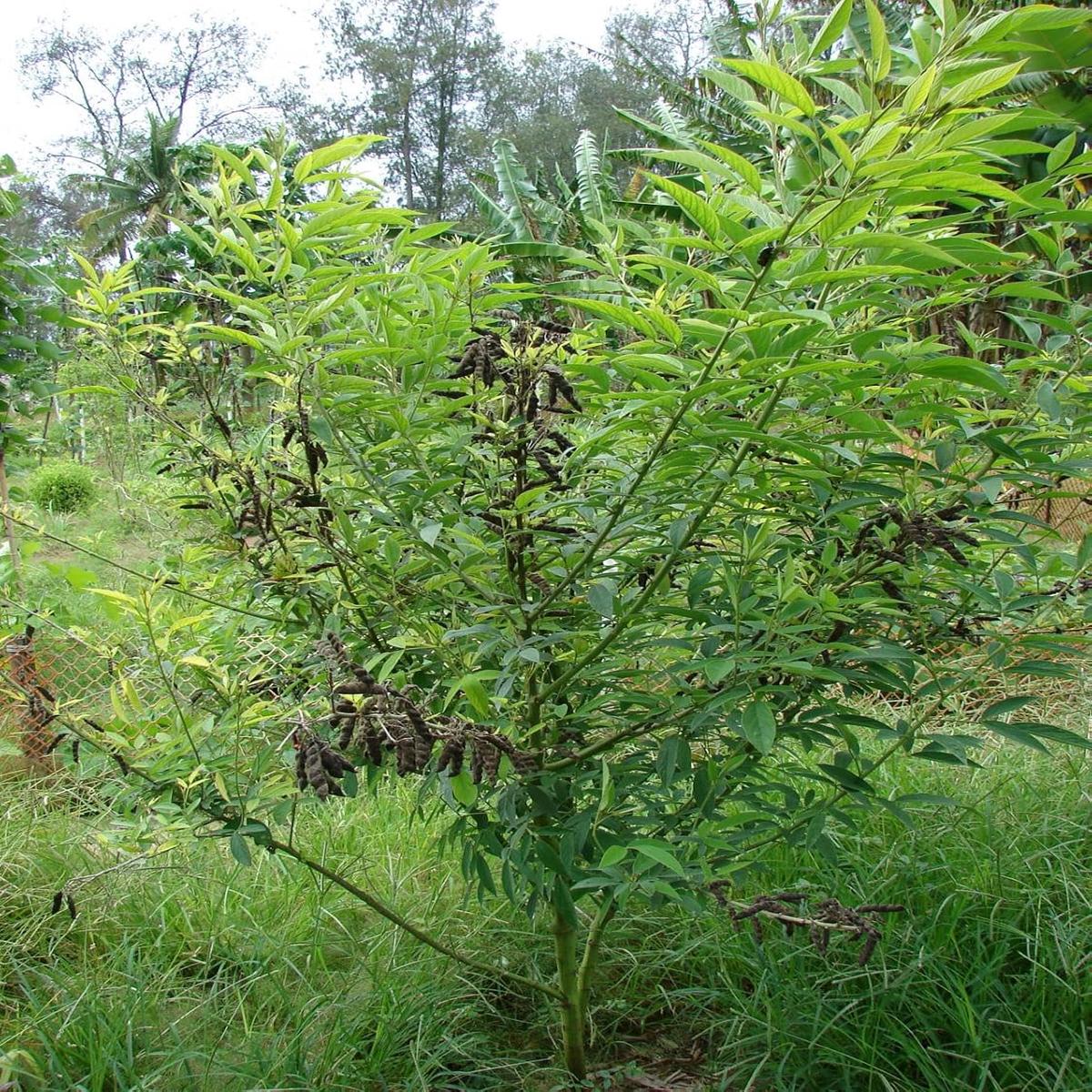 Cajanus Cajan Seeds  Grow Hearty & Nutritious Legumes