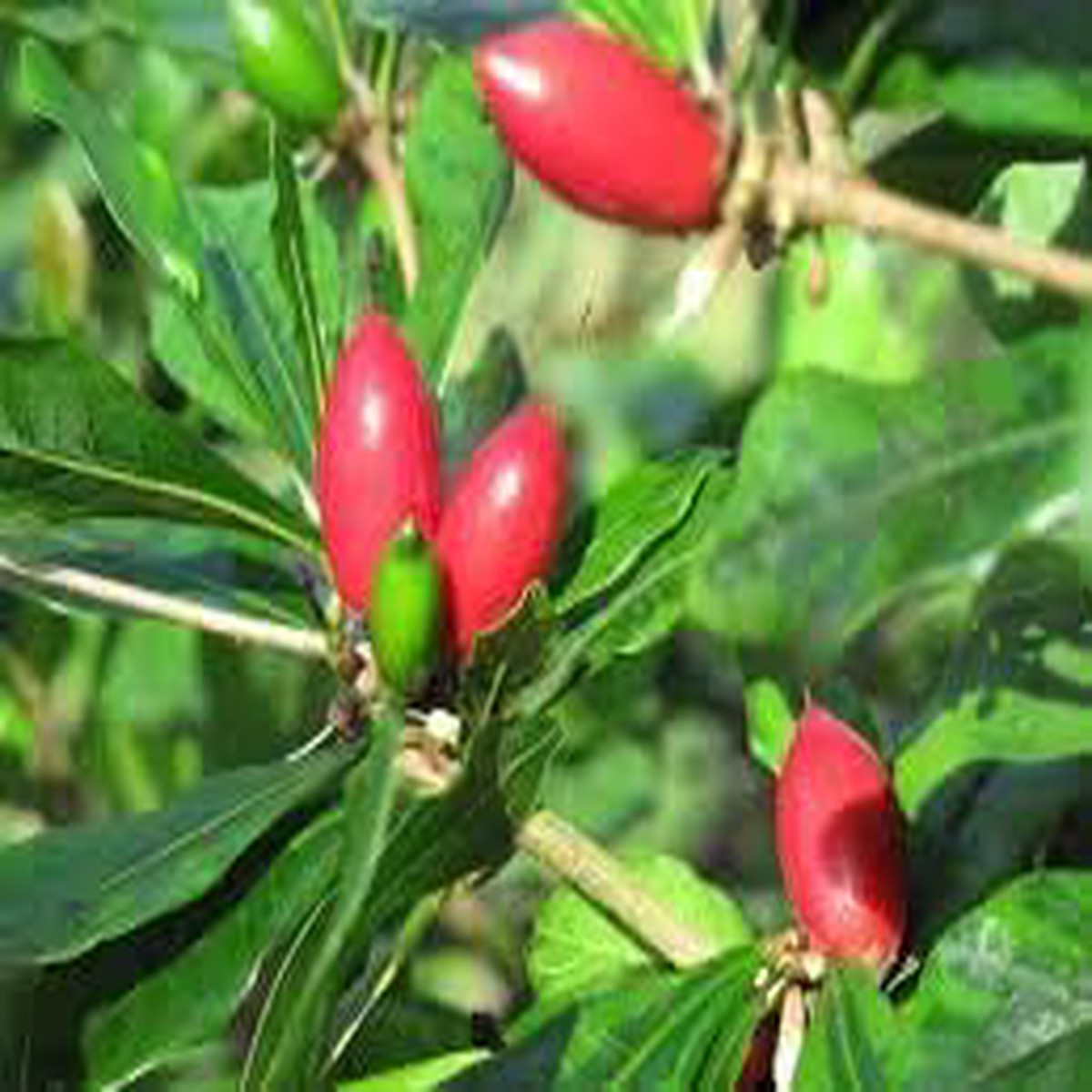 Miracle Berry Fruit Seeds for Planting Heirloom Non-GMO High Germination Organic Garden Seeds