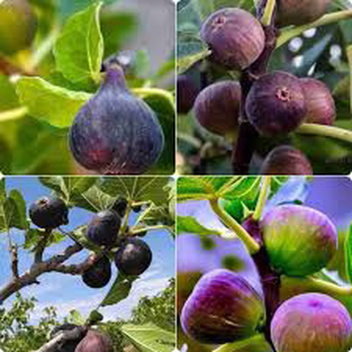 Mixed Fig Fruit Seeds for Planting Varied, Sweet Fig Trees for Home Growing, Heirloom & Non-GMO Seeds