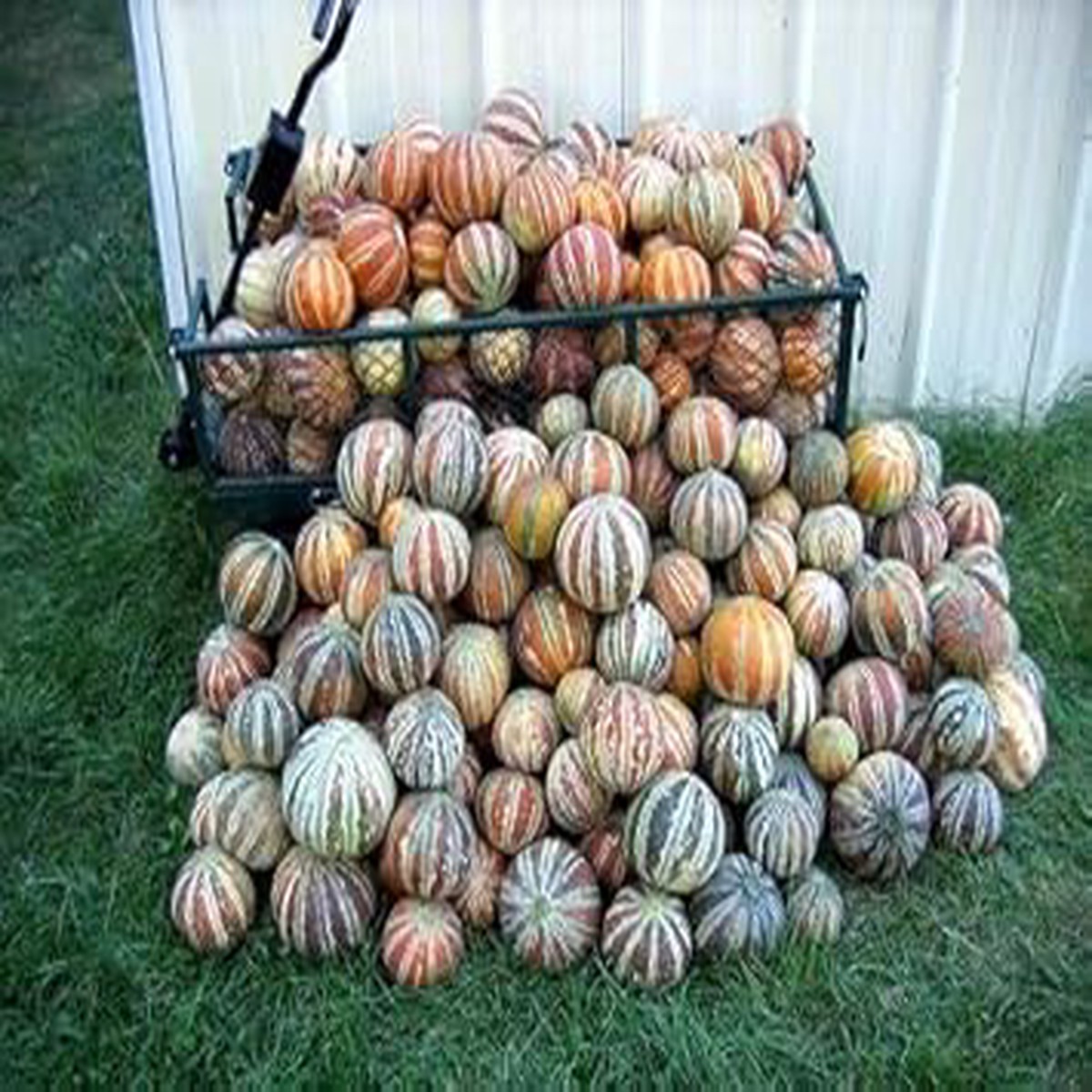 Mixed Kajari Melon Fruit Seeds Heirloom, Non-GMO, High Germination Organic Garden Seeds for Planting