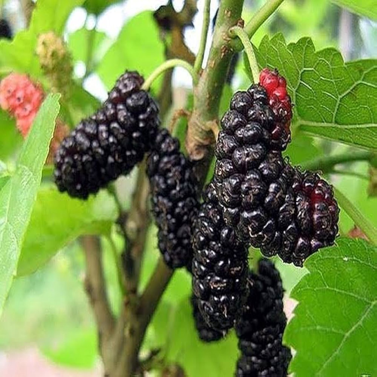 Mulberry Seeds Grow Sweet & Juicy Mulberries at Home