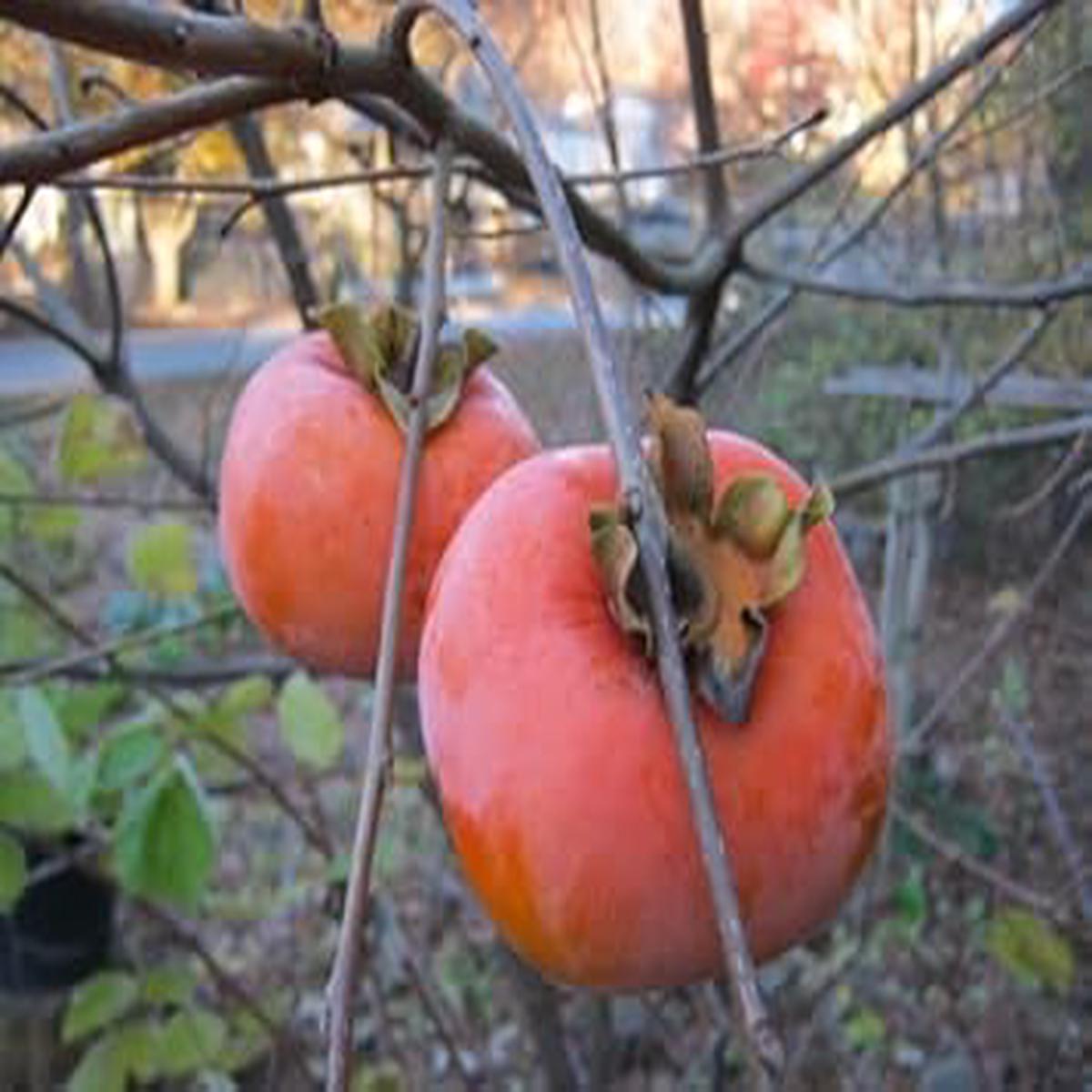Red Asian Persimmon Fruit Seeds Sweet & Nutritious Heirloom Seeds for Home Garden Planting