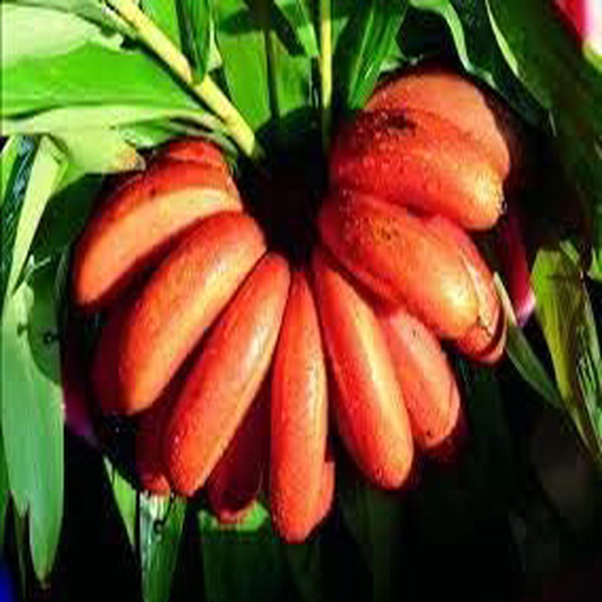 Red Banana Fruit Seeds for Planting Heirloom, Non-GMO Seeds for Exotic Tropical Gardens