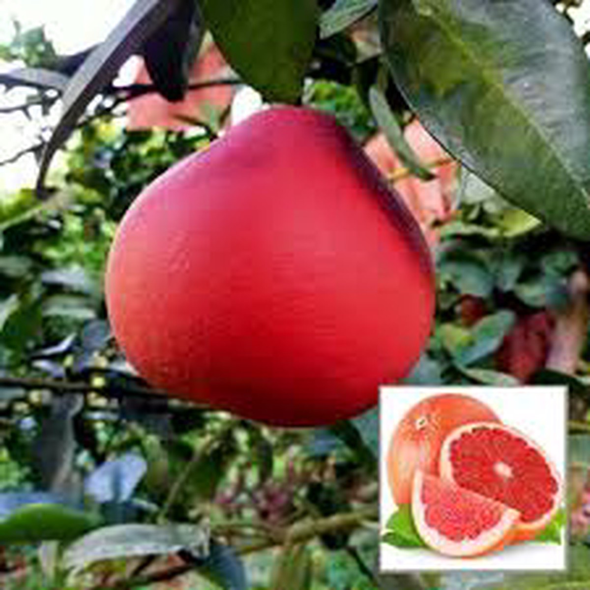 Ruby Red Pomelo Fruit Seeds for Planting Sweet Citrus Trees, Heirloom & Non-GMO Seeds for Your Garden