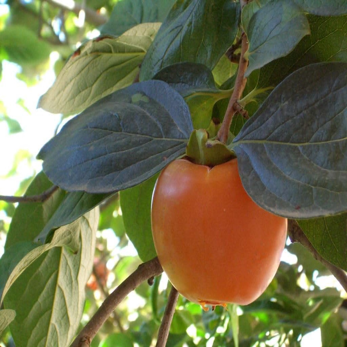 Suculentas Caqui Fruit Seeds for Planting | Heirloom Non-GMO Organic Seeds for Hardy, Flavorful Fruits