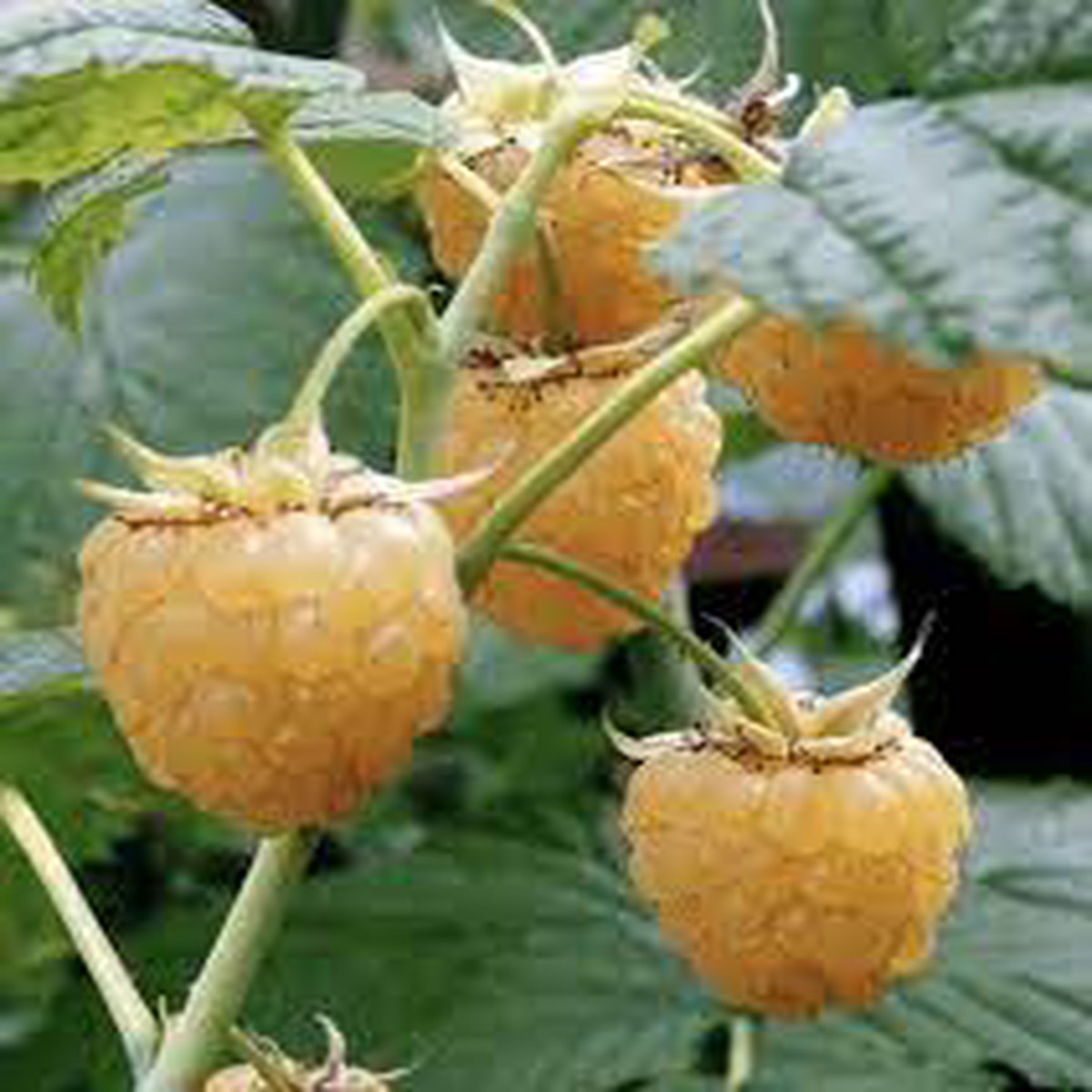 Yellow Raspberry Fruit Seeds  Heirloom & Non-GMO Seeds for Growing Exotic Cloudberry Plants in Your Garden