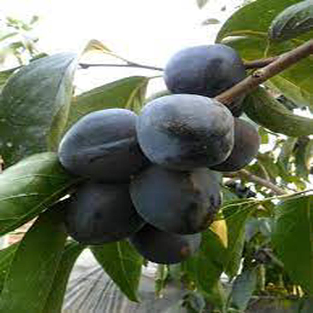 Black Persimmon Fruit Seeds for Planting Naturally Sweet, GMO Free Heirloom Seeds for Home Garden