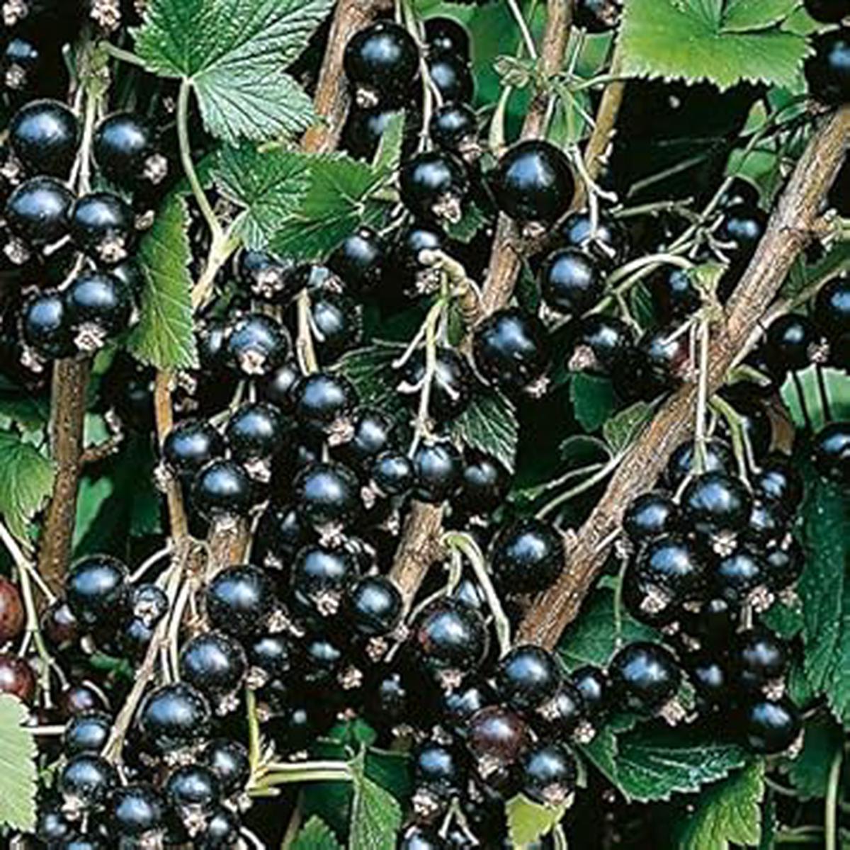 Blackcurrant Fruit Seeds for Planting Heirloom Non-GMO High Germination Organic Garden Seeds
