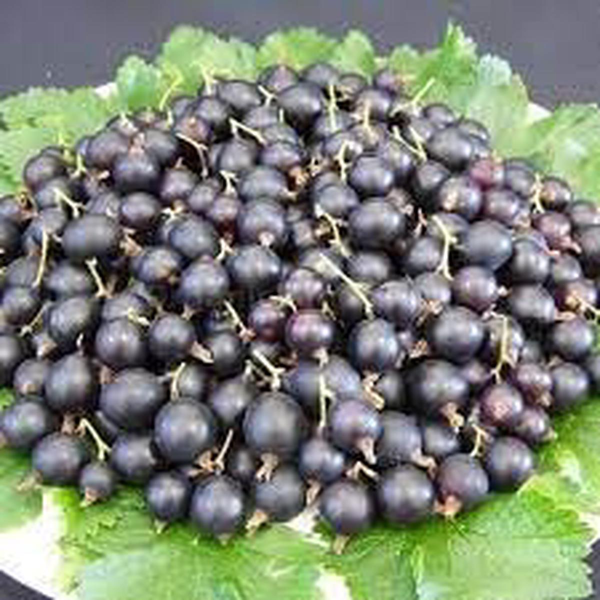 Jostaberry Fruit Seeds for Planting Hardy, Juicy Berries, Heirloom & Non-GMO, High Germination