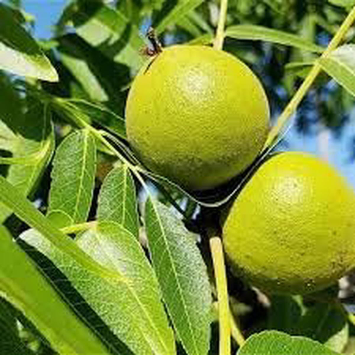 Juglans Hindsii Seeds Grow Hardy Walnut Trees