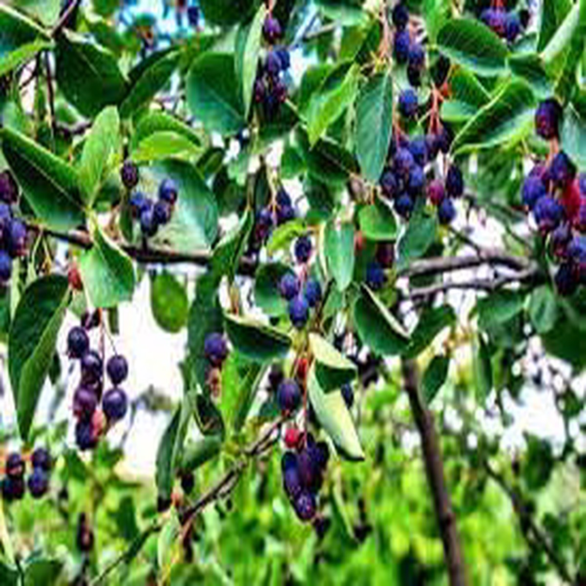 Juneberry Seeds Grow Sweet & Nutritious Berries