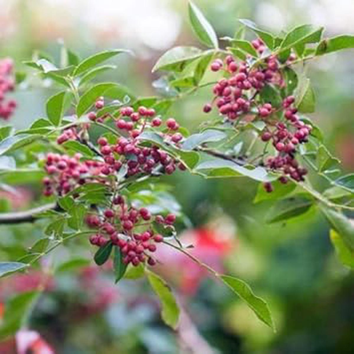 Red Zanthoxylum Fruit Seeds Heirloom, Non-GMO, High Germination Organic Garden Seeds for Planting