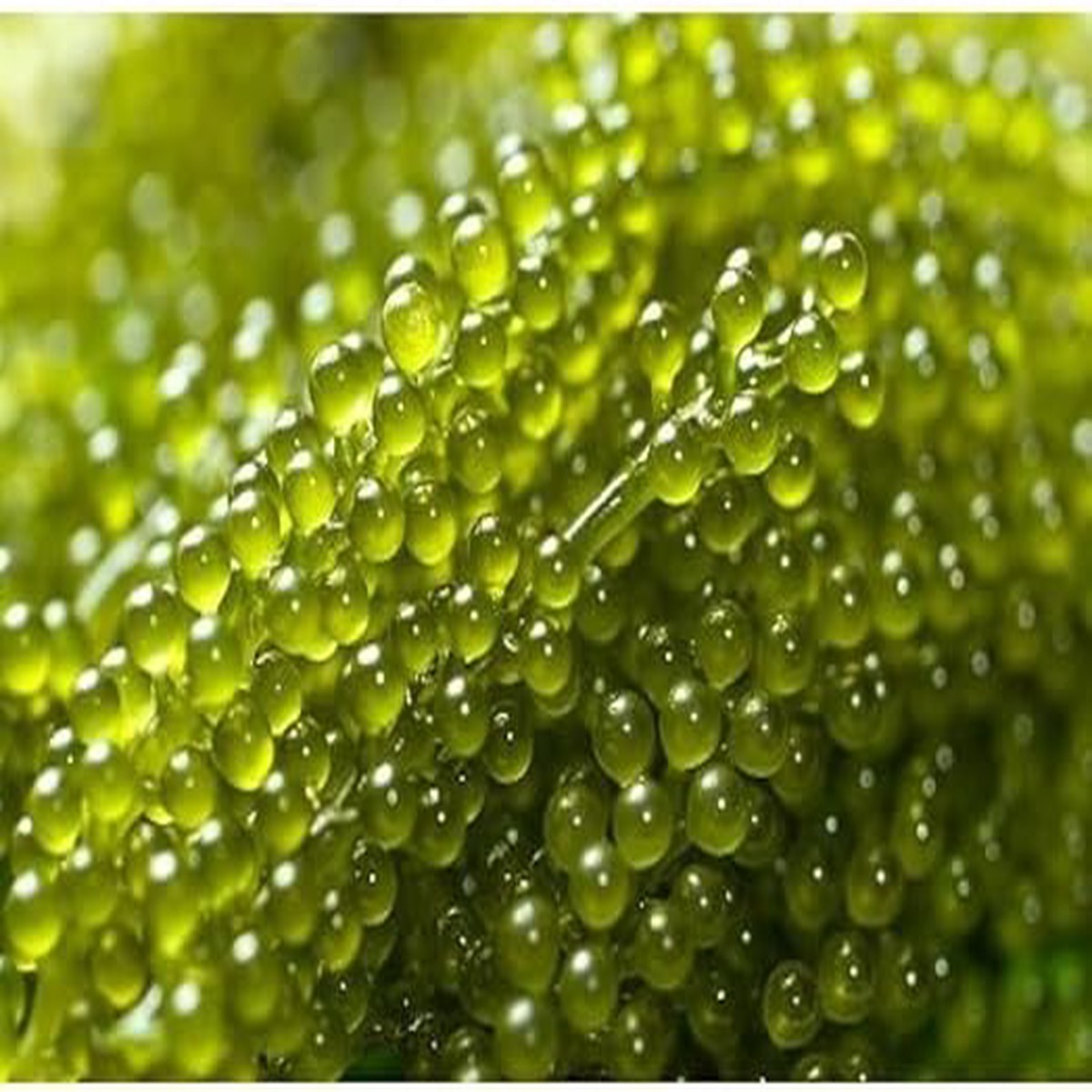 Seagrape Fruit Seeds Unique Coastal Garden Delight