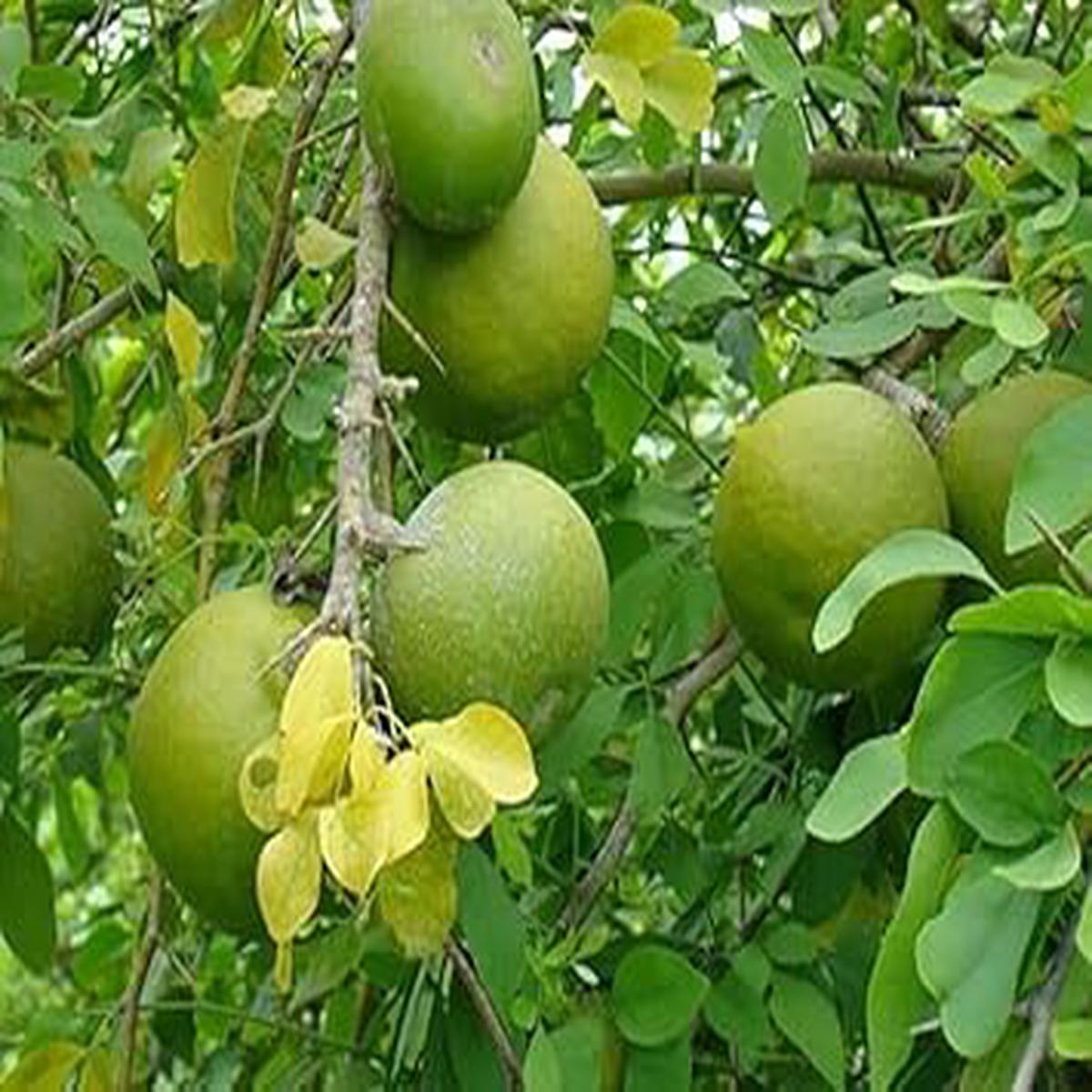 Stone Apple Seeds for Planting  Heirloom, Non-GMO, High Germination Organic Garden Seeds for Distinctive, Aromatic Fruit Plants