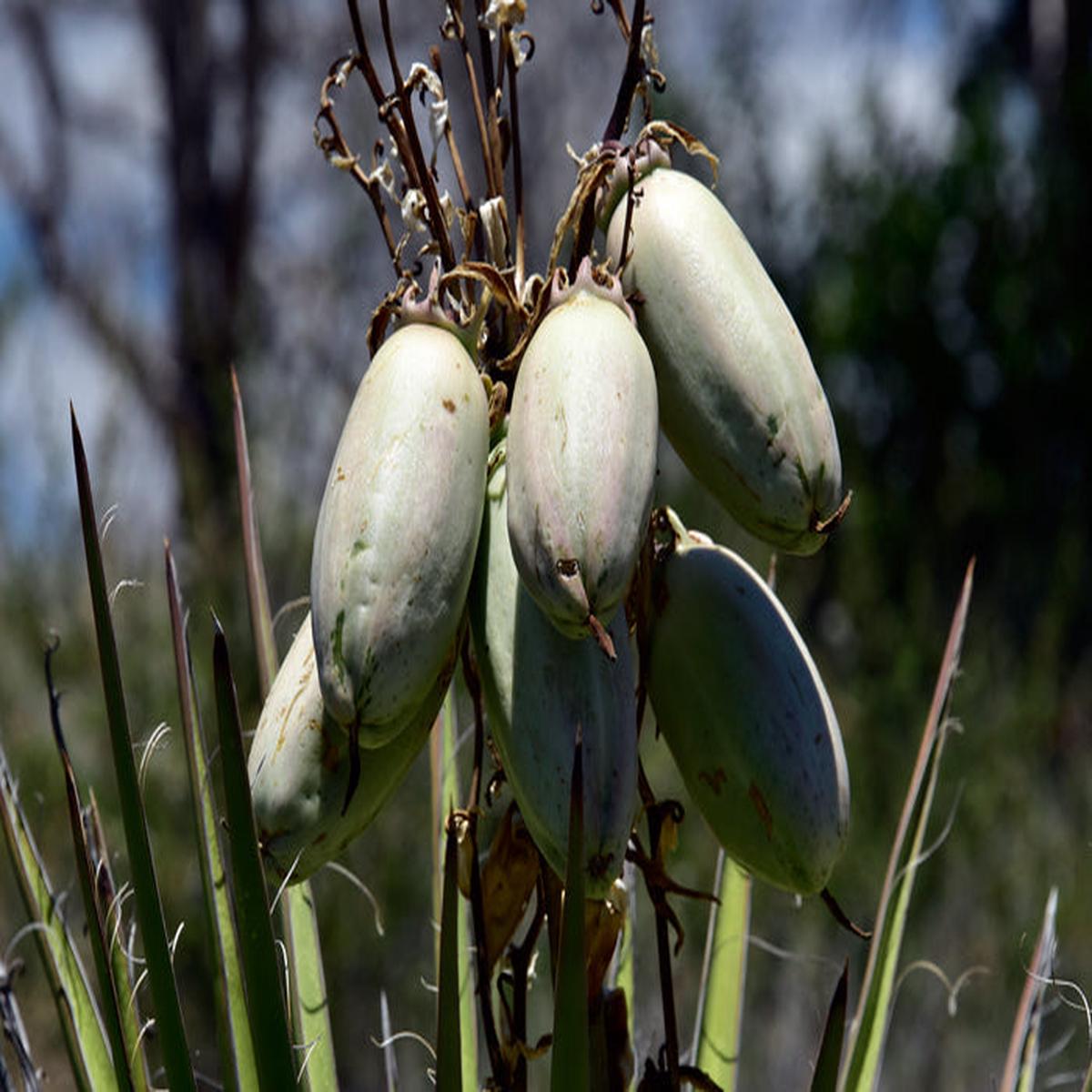 Banana Yucca Fruit Seeds for Planting Heirloom, Non-GMO, High Germination Organic Garden Seeds for Drought-Tolerant Edible Fruits