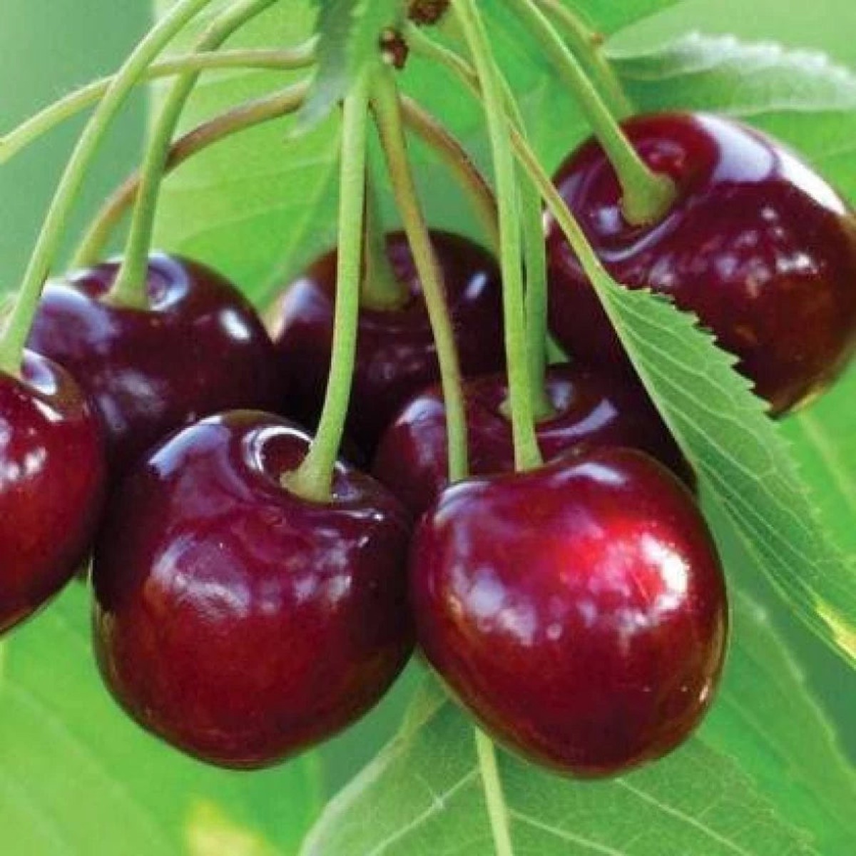 Barrys Cherry Fruit Seeds for Planting  Sweet, Juicy Cherries, 100 pcs, Heirloom & Non-GMO, High Germination