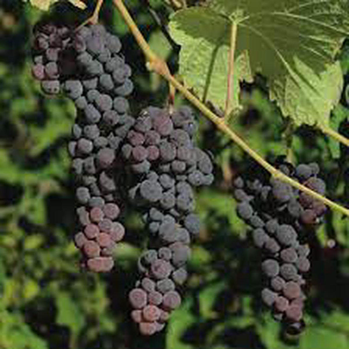 Black Corinth (Zante Currant) Grape Fruit Seeds for Planting  Sweet & Tangy Vine-Grown Grapes, Heirloom & Non-GMO