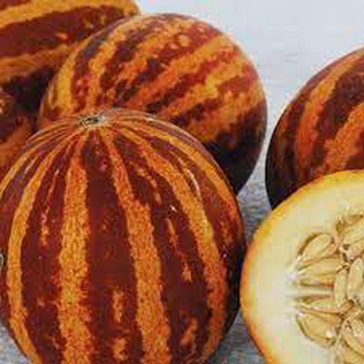 Breast Melon Plant Seeds for Planting Sweet & Refreshing Fruits, Heirloom & Non-GMO Seeds for Home Garden