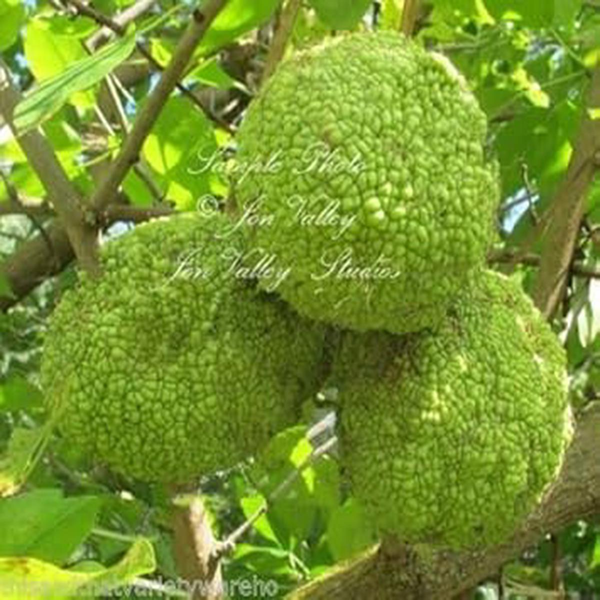 Maclura Pomifera (Osage Orange) Tree Seeds Hedge, Horse Apple & Green Fruit, Heirloom & Non-GMO Seeds
