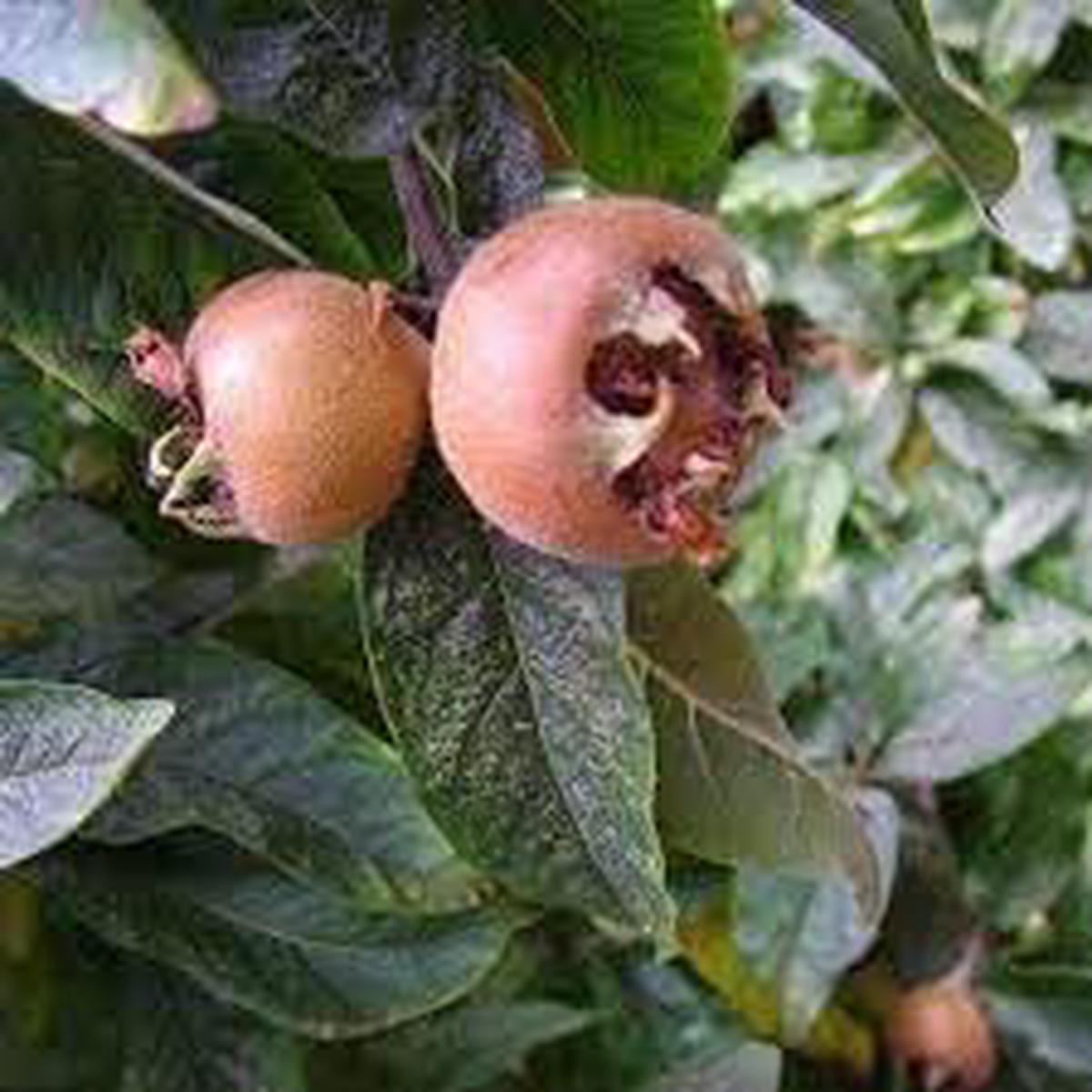 Medlar Fruit Seeds Grow Unique & Tangy Medlar Trees