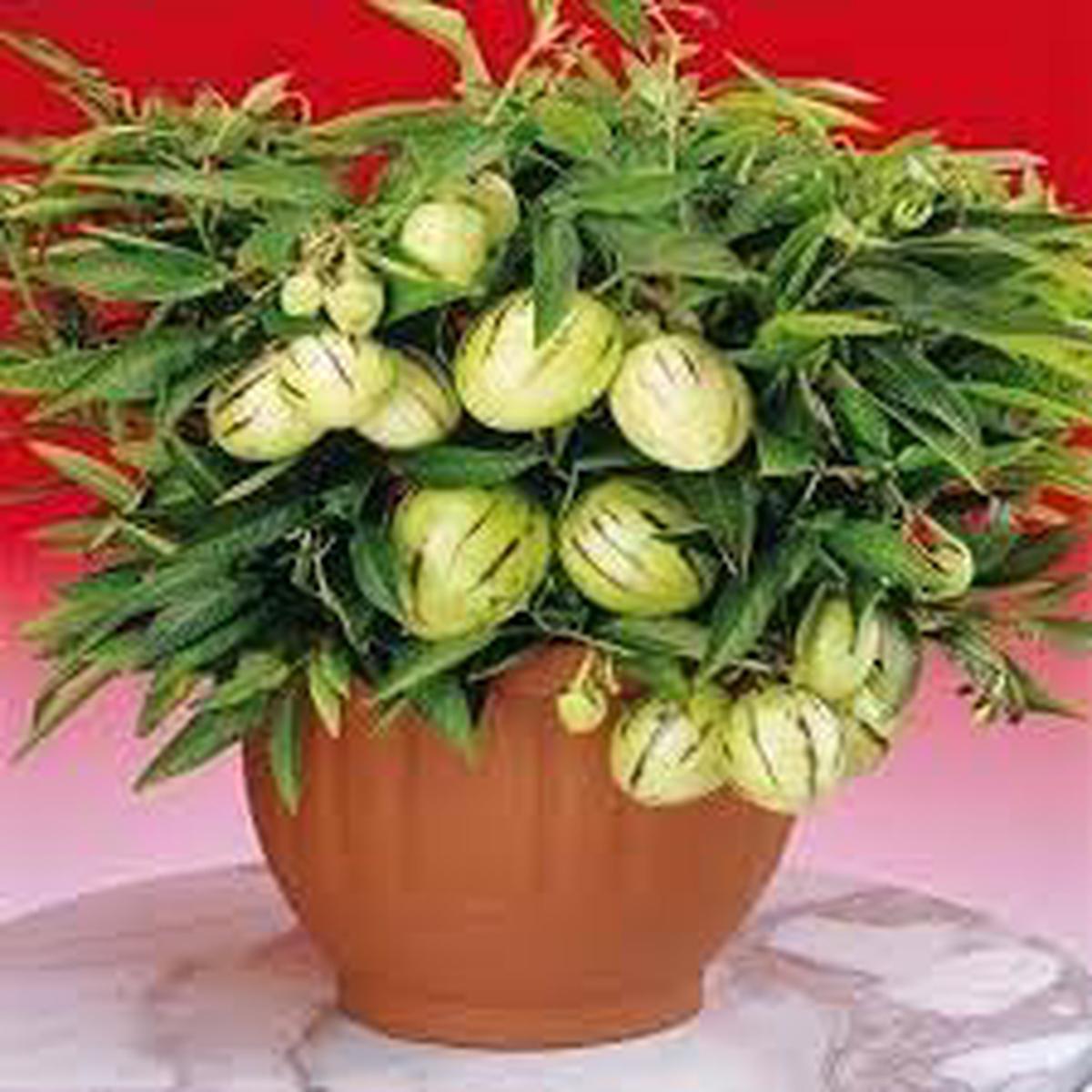 Muricatum Fruit Seeds for Planting Unique, Nutritious Tropical Fruits, Heirloom & Non-GMO, High Germination Seeds