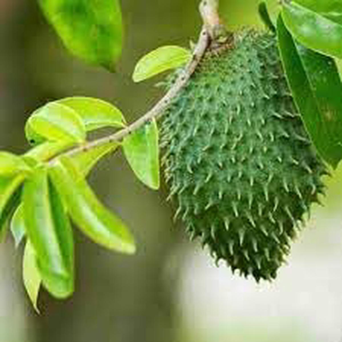 Soursop Fruit Seeds for Planting  Cultivate Tropical, Nutrient-Rich Delight, Heirloom & Non-GMO, High Germination
