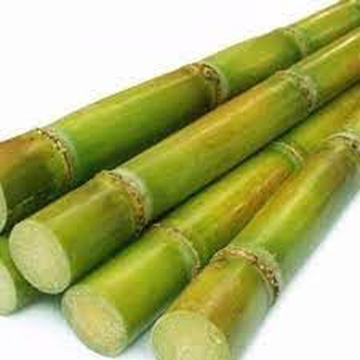 Sugarcane Fruit Seeds for Planting  Grow Sweet Sugarcane, Heirloom & Non-GMO Seeds for Your Garden