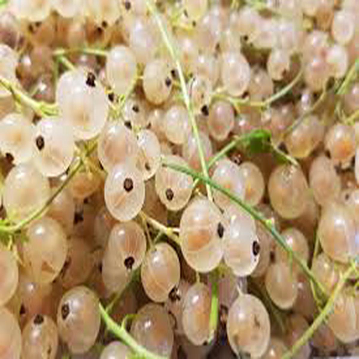 White Currant (Ribes rubrum var. alba) Seeds  Tangy & Sweet Berries, Heirloom & Non-GMO Seeds for Home Garden
