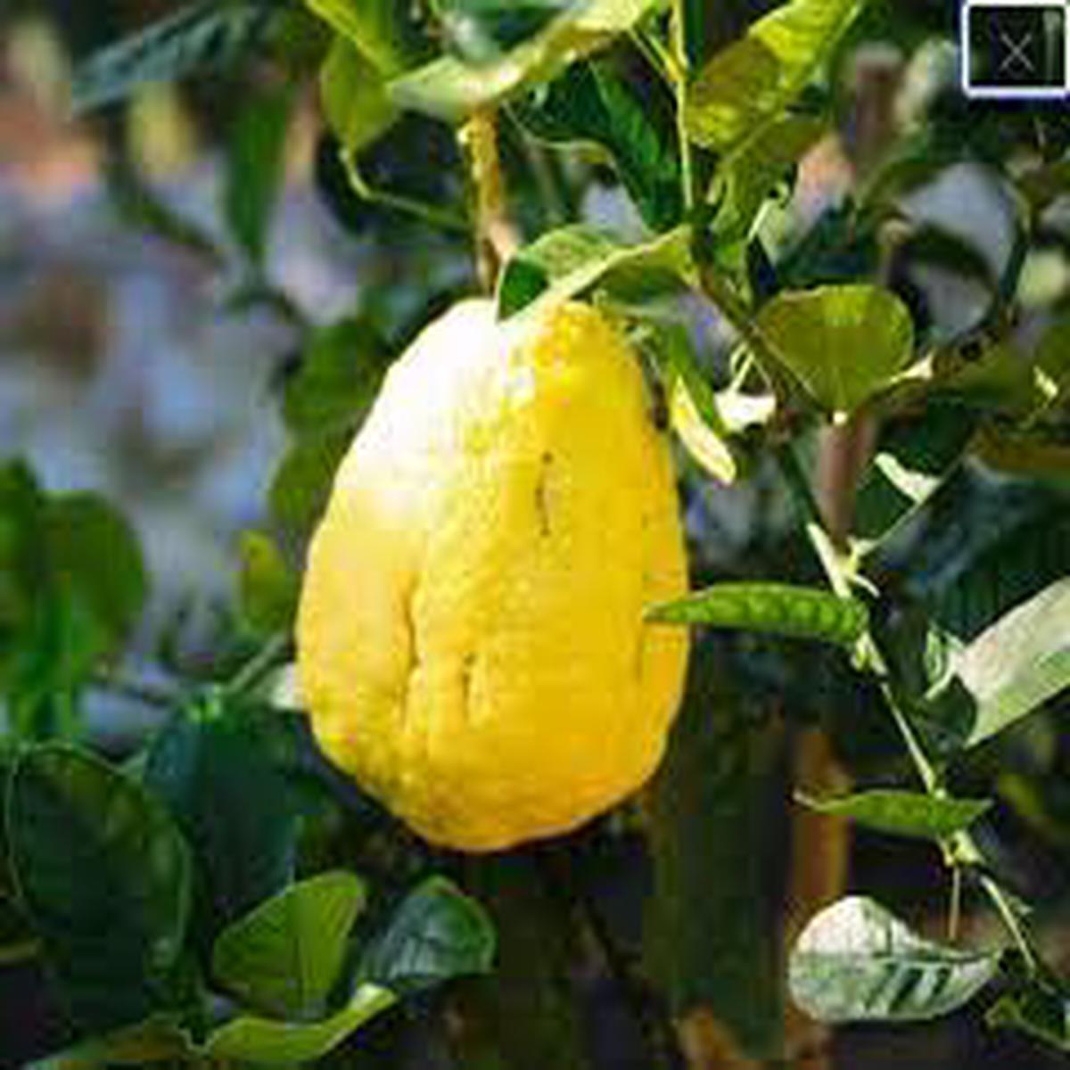 Yellow Citron Citrus Plant Seeds  Grow Fragrant Yellow Citron Fruits at Home, Heirloom & Non-GMO Seeds (100 pcs)