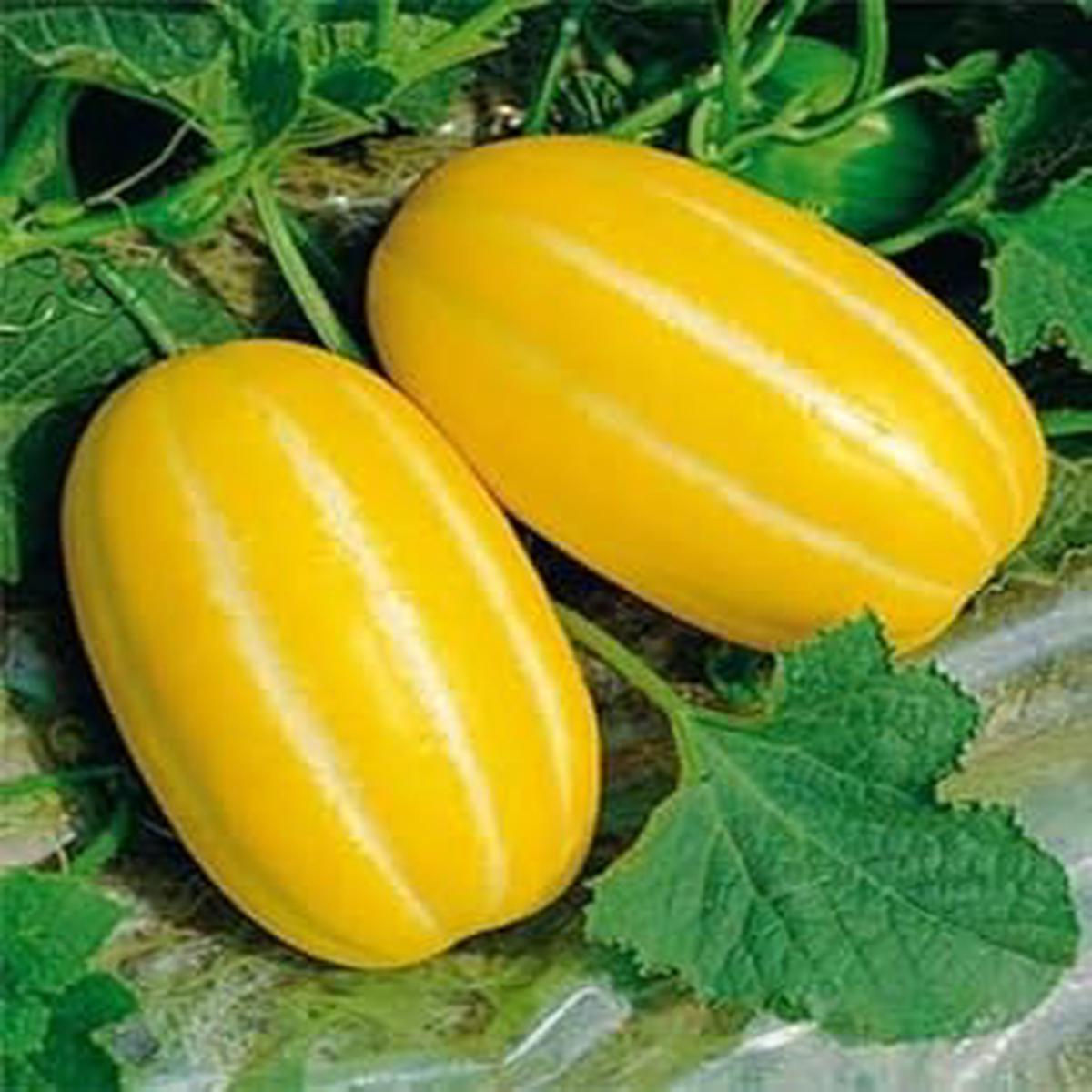Yellow Musk Melon Fruit Seeds 25pcs, Exotic, Sweet Melons for Your Garden, Heirloom & Non-GMO Seeds