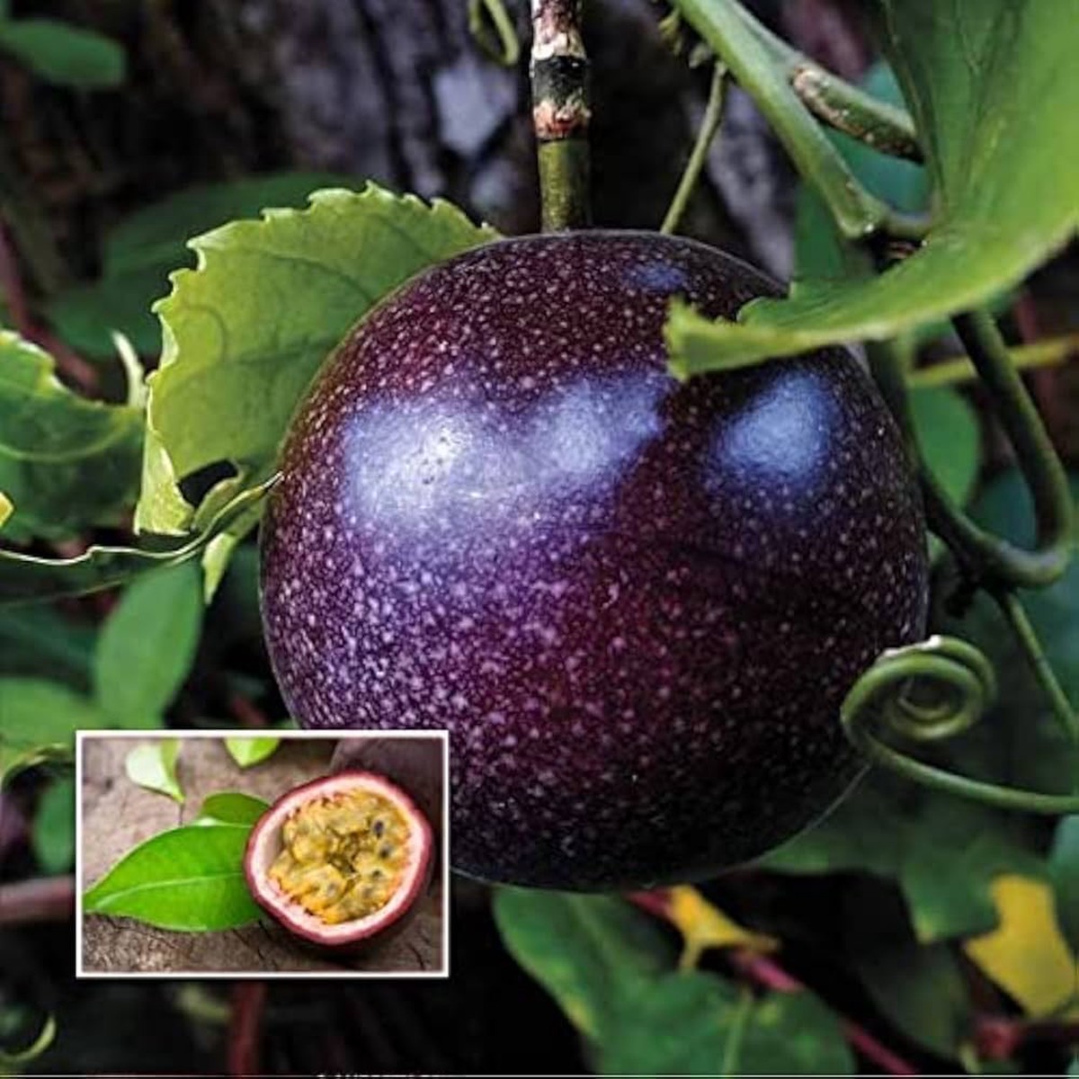 Black Passion Fruit Seeds for Planting  Heirloom Non-GMO High Germination Organic Garden Seeds