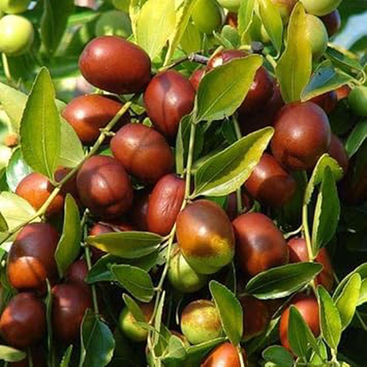 Brown Ziziphus Jujuba Fruit Seeds for Planting  Heirloom Non-GMO High Germination Organic Garden Seeds
