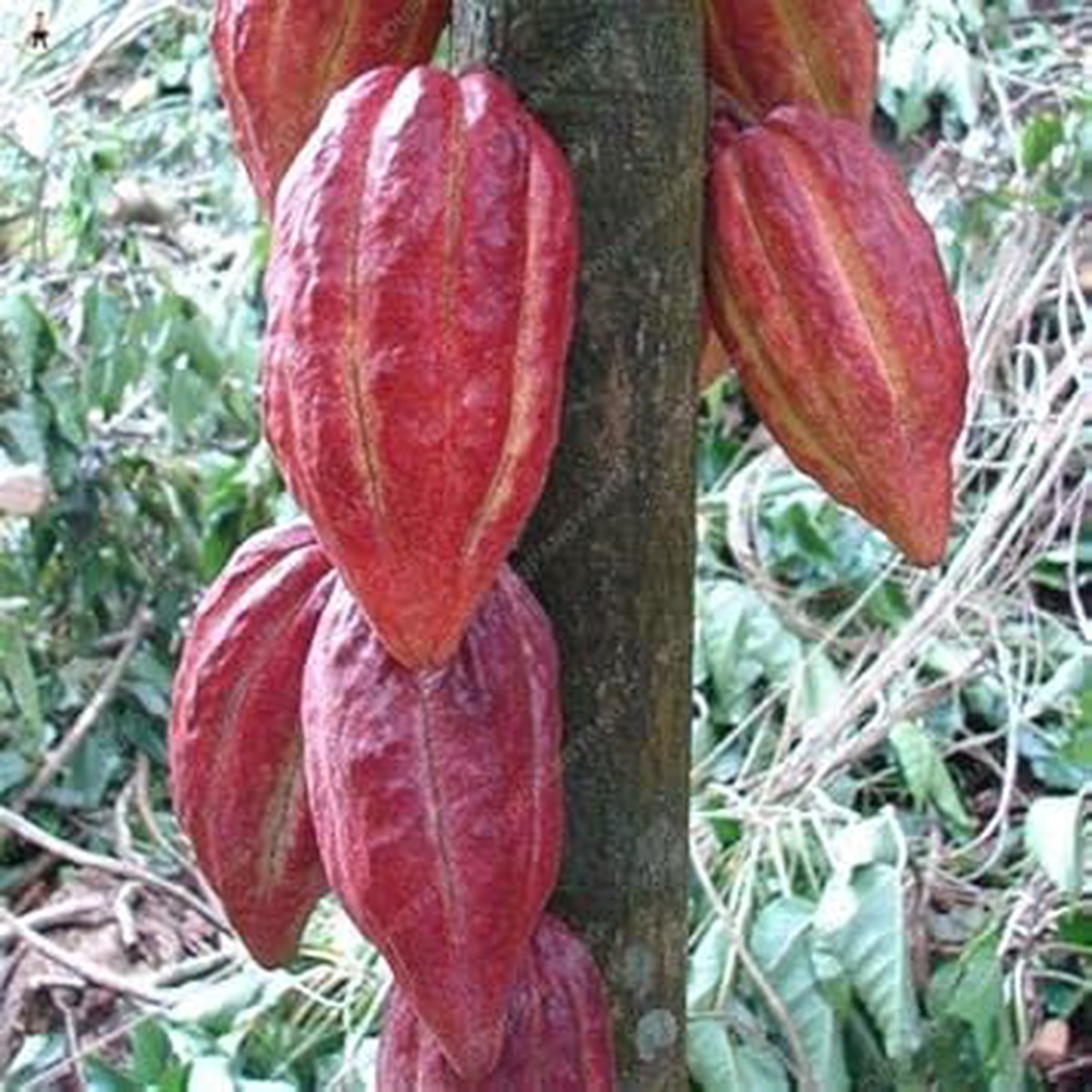Burgundy Papaya Fruit Seeds for Planting Sweet Tropical Papayas for Subtropical Gardens, Heirloom & Non-GMO