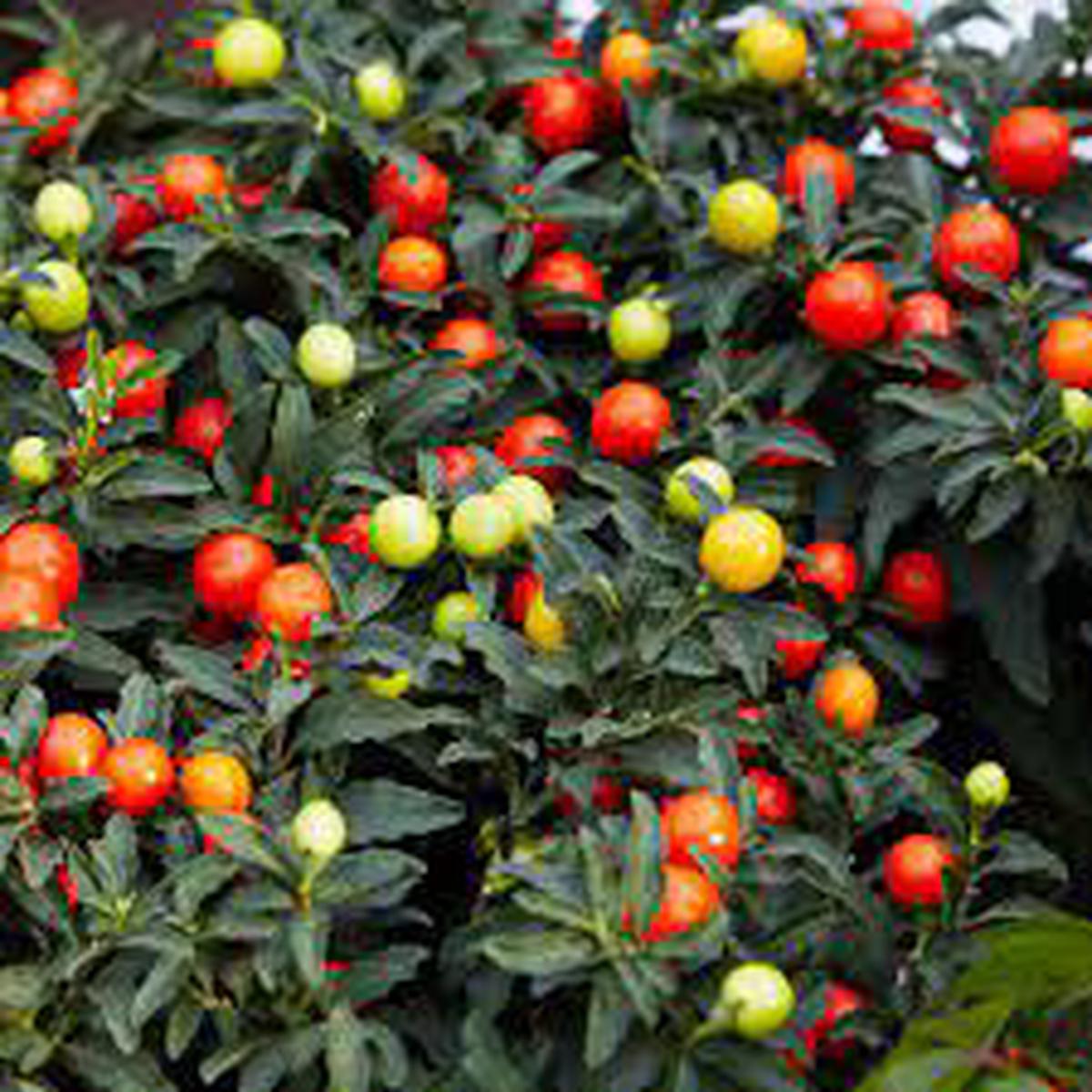 Jerusalem Cherry Fruit Seeds Unique Landscaping, Heirloom & Non-GMO Seeds for Home Garden Planting