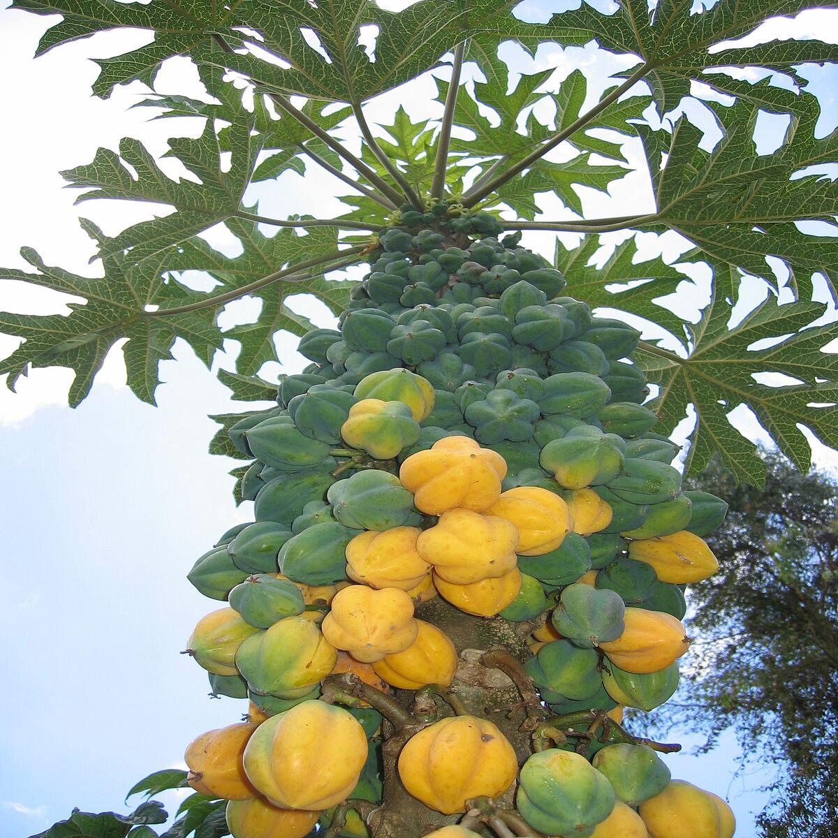 Mountain Papaya (Vasconcellea pubescens) Fruit Tree Seeds for Planting Heirloom Non-GMO Organic Garden Seeds