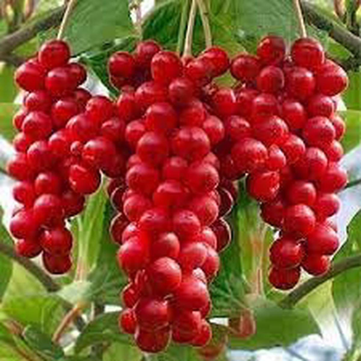 Schisandra Seeds Grow Adaptogenic & Flavorful Fruits