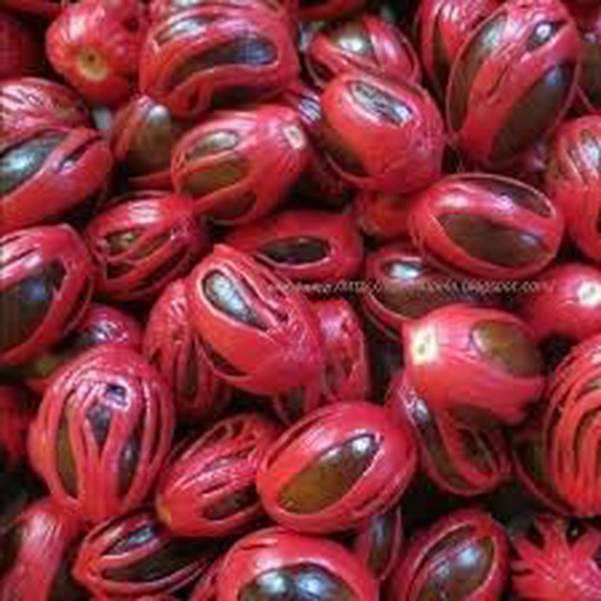Sri Lanka Nut Fruit Seeds for Planting  Hardy, Nutritious Tropical Trees, Heirloom & Non-GMO, High Germination Seeds