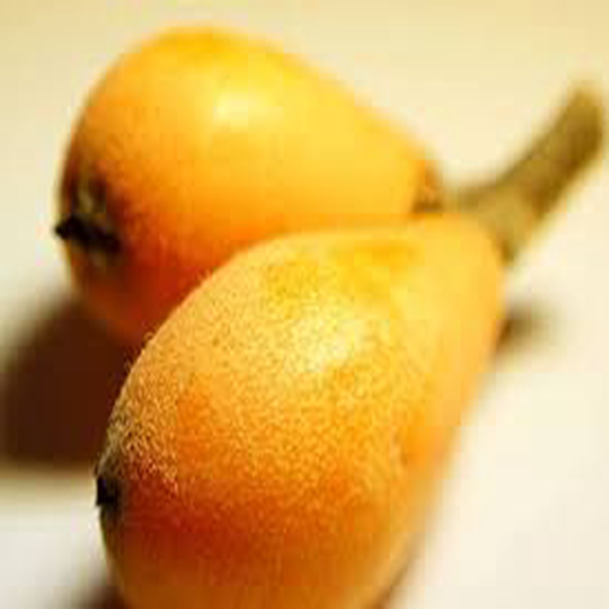 Tanaka Loquat Tree Seeds for Planting  Heirloom, Non-GMO, High Germination Organic Garden Seeds for Hardy, Rare Fruit Trees