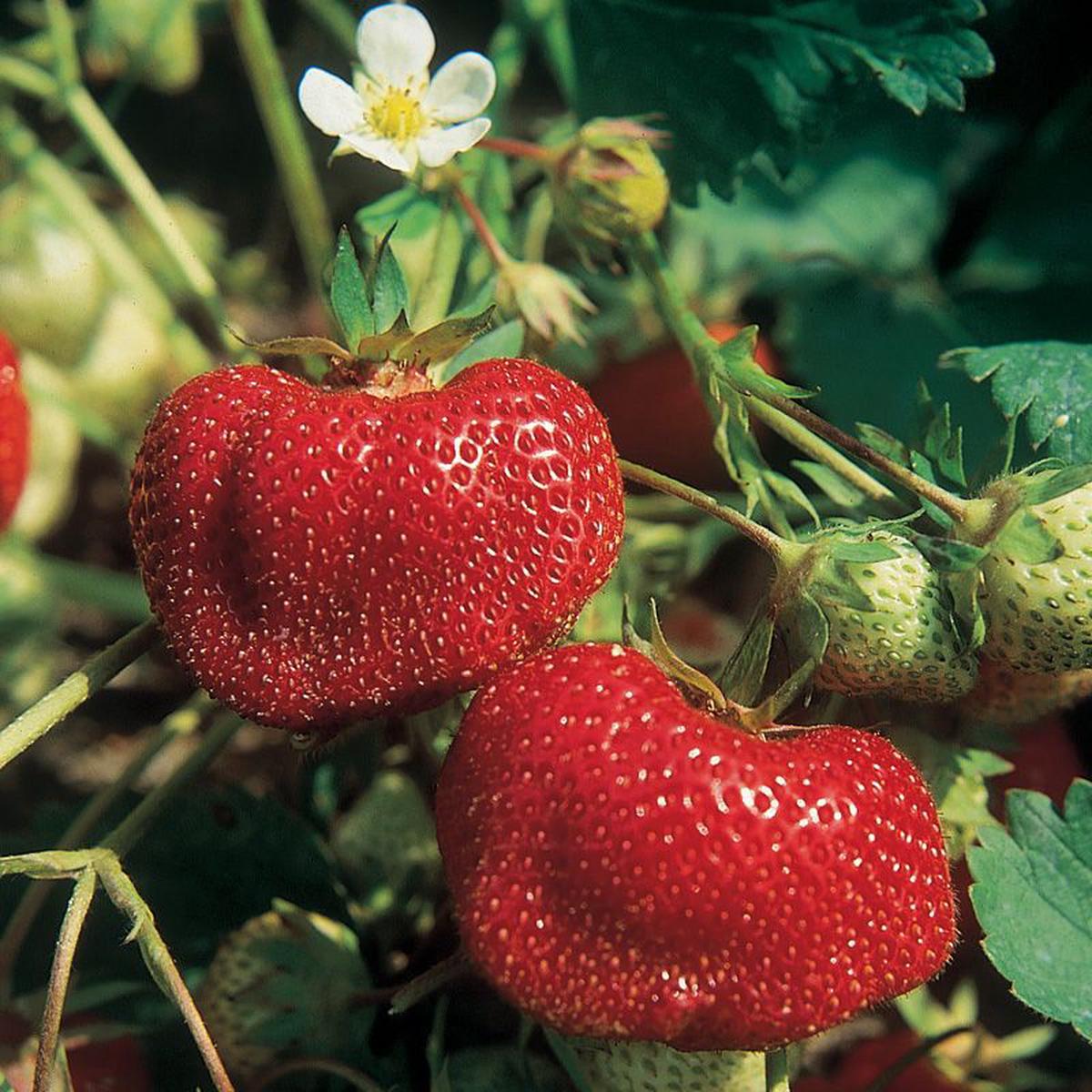 Vibrant Ozark Beauty Strawberry Seeds for Planting  Juicy, Sweet Berries, Heirloom, High Germination, Non-GMO Organic Garden Seeds