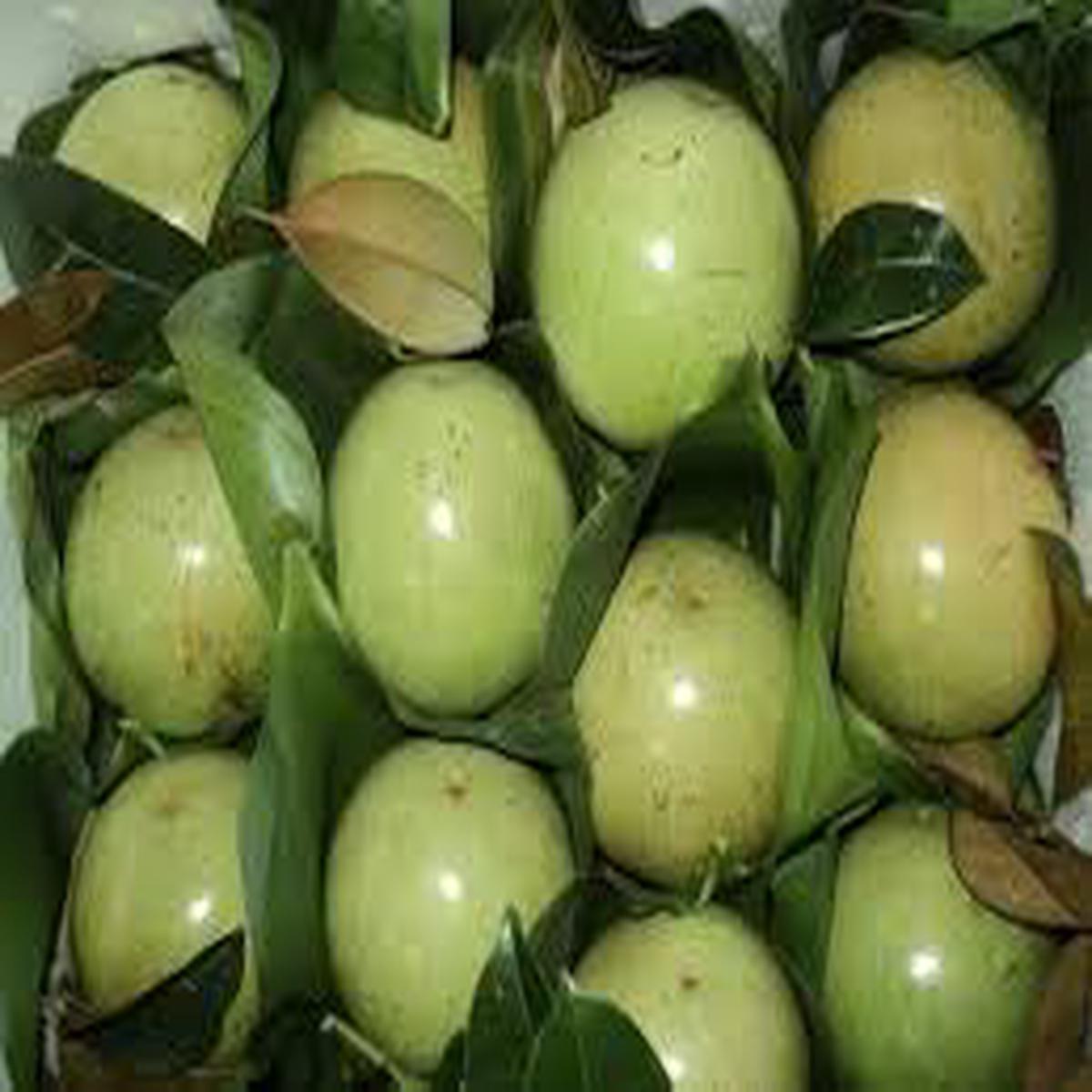 White Chrysophyllum Cainito Fruit Seeds for Planting Unique Garden Fruit, Heirloom & Non-GMO Seeds for Home Garden